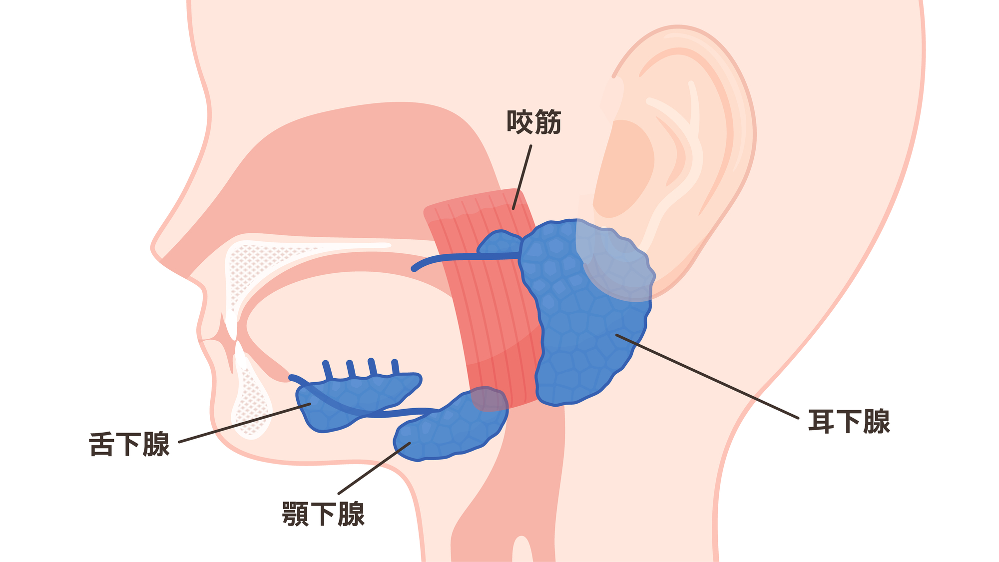 画像に alt 属性が指定されていません。ファイル名: 1-2.jpg